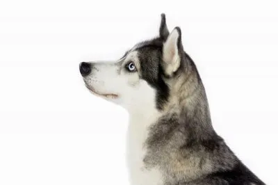 PERRO 3 jigsaw puzzle