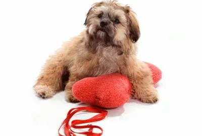 PERRO 5 jigsaw puzzle