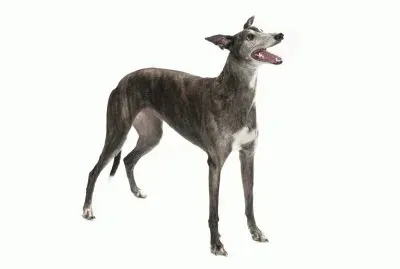 PERRO 7 jigsaw puzzle