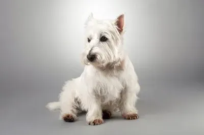 PERRO 8 jigsaw puzzle