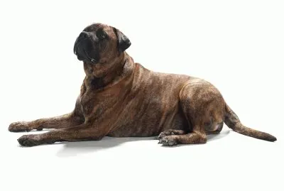 PERRO 9 jigsaw puzzle