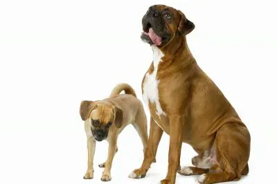 PERRO 10 jigsaw puzzle