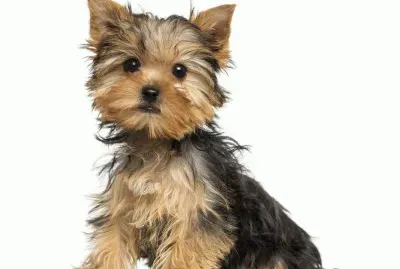 PERRO 13 jigsaw puzzle