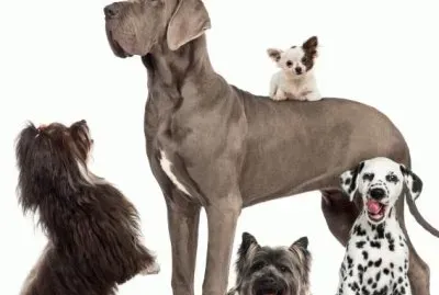 PERRO 14 jigsaw puzzle