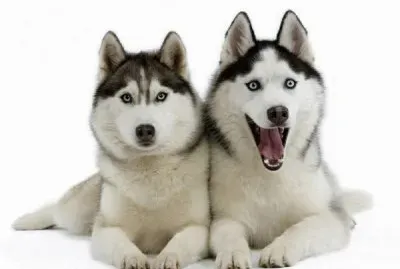 PERRO 18 jigsaw puzzle