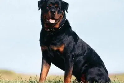 PERRO 19