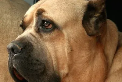 PERRO 20