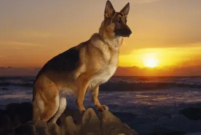 PERROS