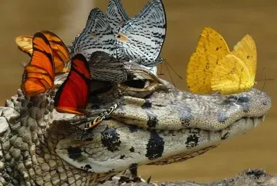 imagens