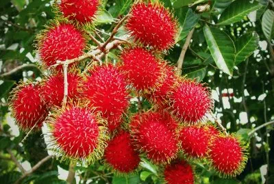 RambutÃ¡n (Nephelium lappaceum)