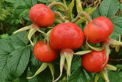 Escaramujo o rosa mosqueta