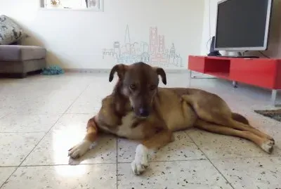 Dog