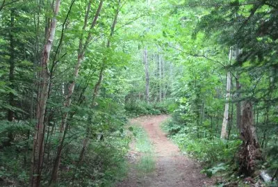 Favourite woods path jigsaw puzzle