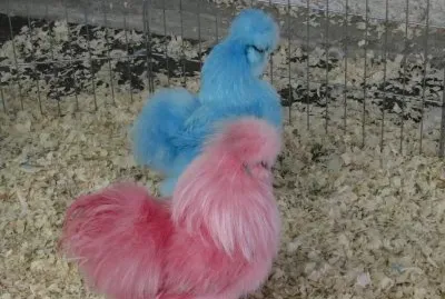 Funky chickens at the petting zoo