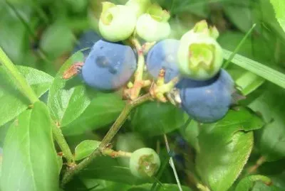 פאזל של I love blueberries!