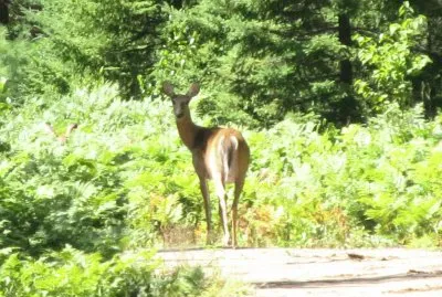 Deer in woods during bike-ride