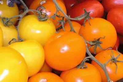 Colorful Red and Yellow Tomatoes