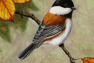 Chickadee Bird