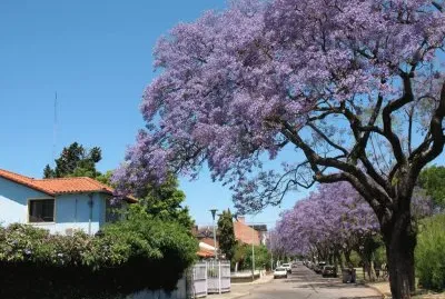 En Saavedra. Ciudad de Buenos Aires. Argentina jigsaw puzzle