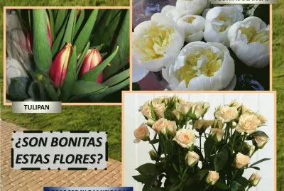 Â¿SON BONITAS ESTAS FLORES?