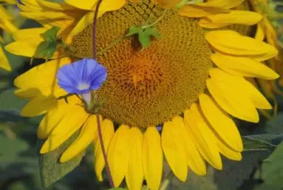 sept13 jigsaw puzzle