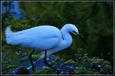פאזל של garza