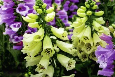 Didaleres jigsaw puzzle