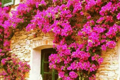 פאזל של imagens