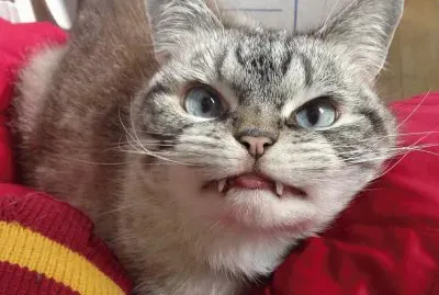 Pictures of unusual cats