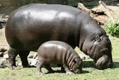 פאזל של mom#224