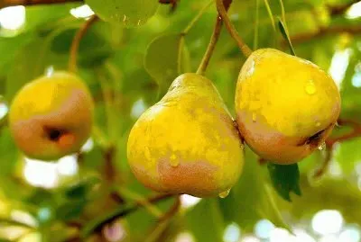 פאזל של imagens