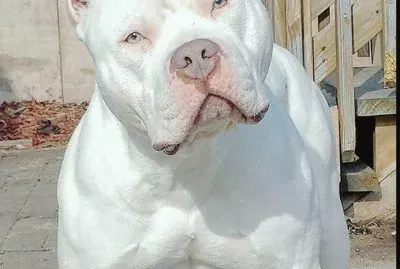 Albino jigsaw puzzle