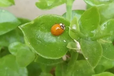 bichos