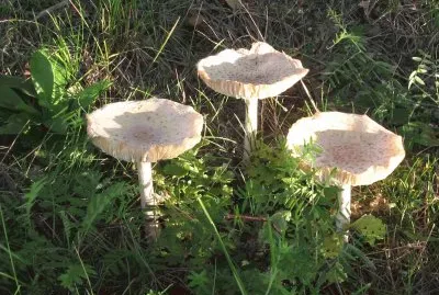 "Man On Horseback " mushrooms