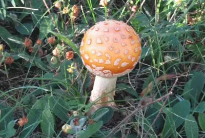  "Puffball " mushroom