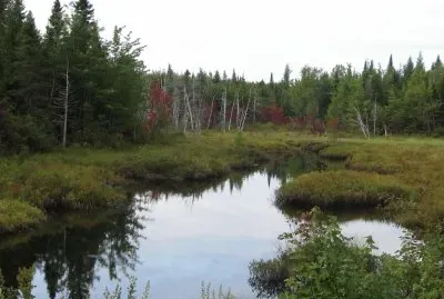 Fall colours starting in the swamp