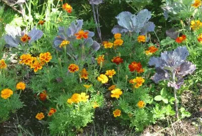 Marigolds in the garden