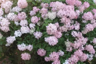 Snowball bush turns pink in the fall