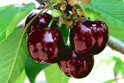 פאזל של imagens