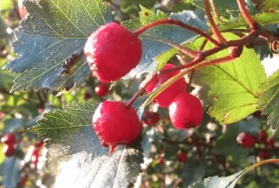 Field berries