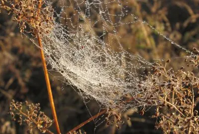 Dewdrops on a spiderweb at dawn
