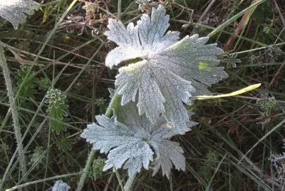 Our first frost of 2016