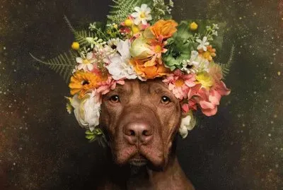 pitbull with flowers
