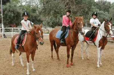 ×¡×•×¡×™×