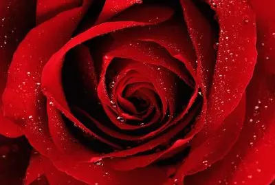 rosa roja