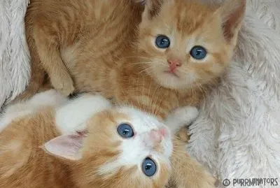 bellos gatitos