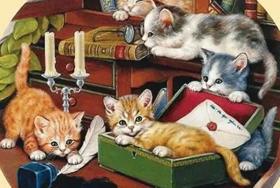 gatinhos