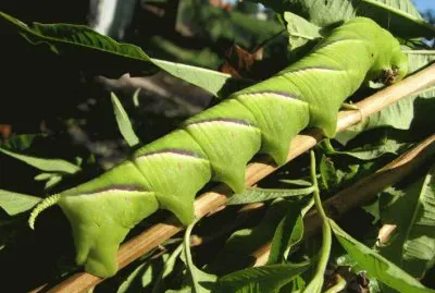 Oruga