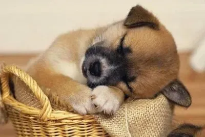 (17) Cachorrinho