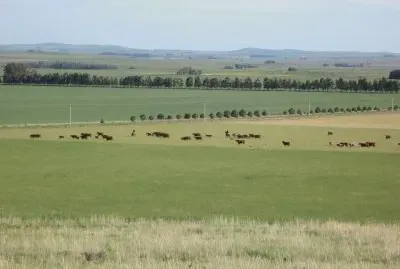 En el campo bonaerense. Argentina